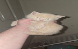 Mixed Breed cats for sale: 3 beautifull kittens ready for 17/10/2025 - Image 3