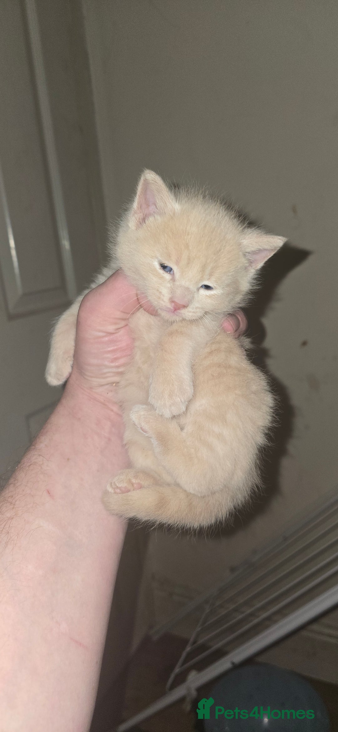 Mixed Breed cats for sale: 3 beautifull kittens ready for 17/10/2025 - Image 3