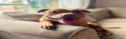 Staffordshire Bull Terrier dogs for sale: Waiting list RED STAFFORDSHIRE BULL TERRIER PUPS - Advert 5