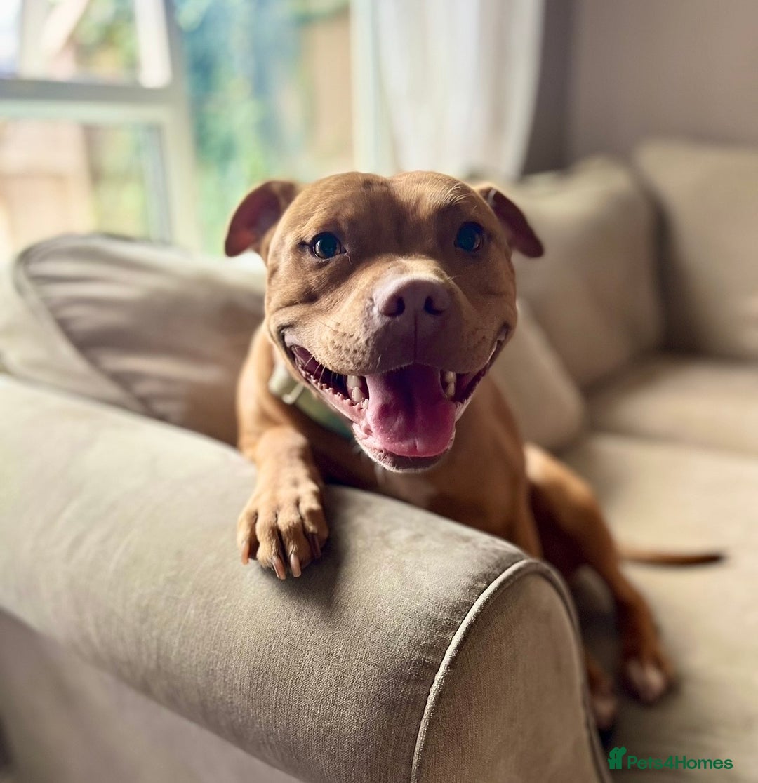 Staffordshire Bull Terrier dogs for sale: Waiting list RED STAFFORDSHIRE BULL TERRIER PUPS - Advert 5