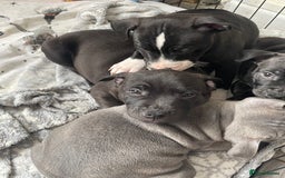 Staffordshire Bull Terrier dogs for sale: Sold  - Image 14
