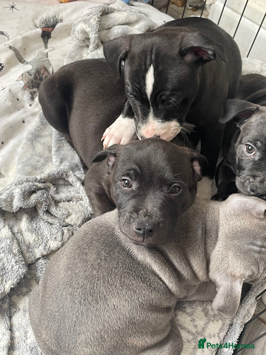 Staffordshire Bull Terrier dogs for sale: Sold  - Image 14