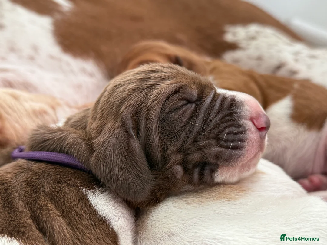 Bracco Italiano dogs for sale: One female puppy available for reservation  - Advert 24