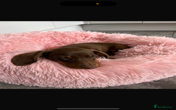 Miniature Dachshund dogs for sale: Miniature dachshund    - Image 3