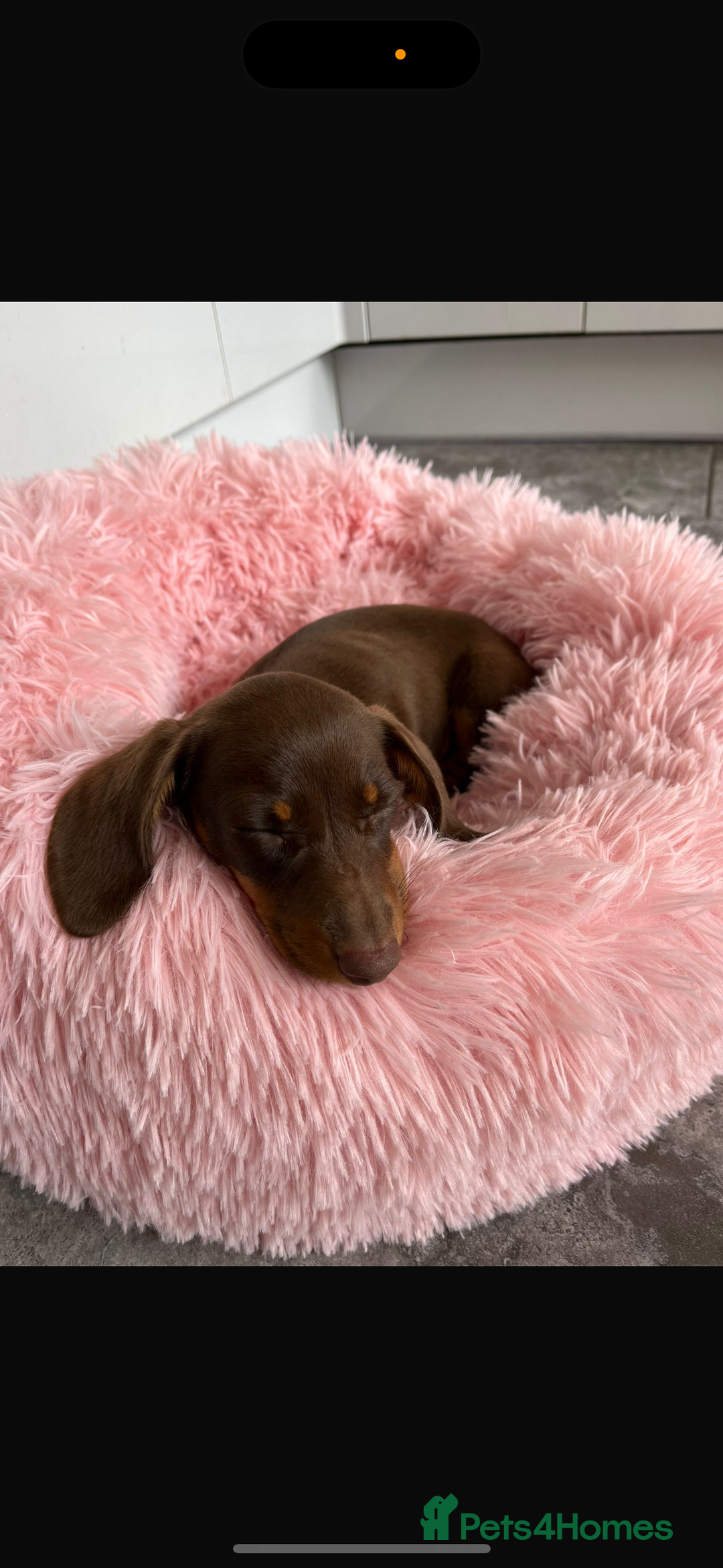 Miniature Dachshund dogs for sale: Miniature dachshund    - Image 3