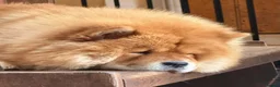 Chow Chow dogs for sale: Kc Registered Chow Chow Pups - Advert 19