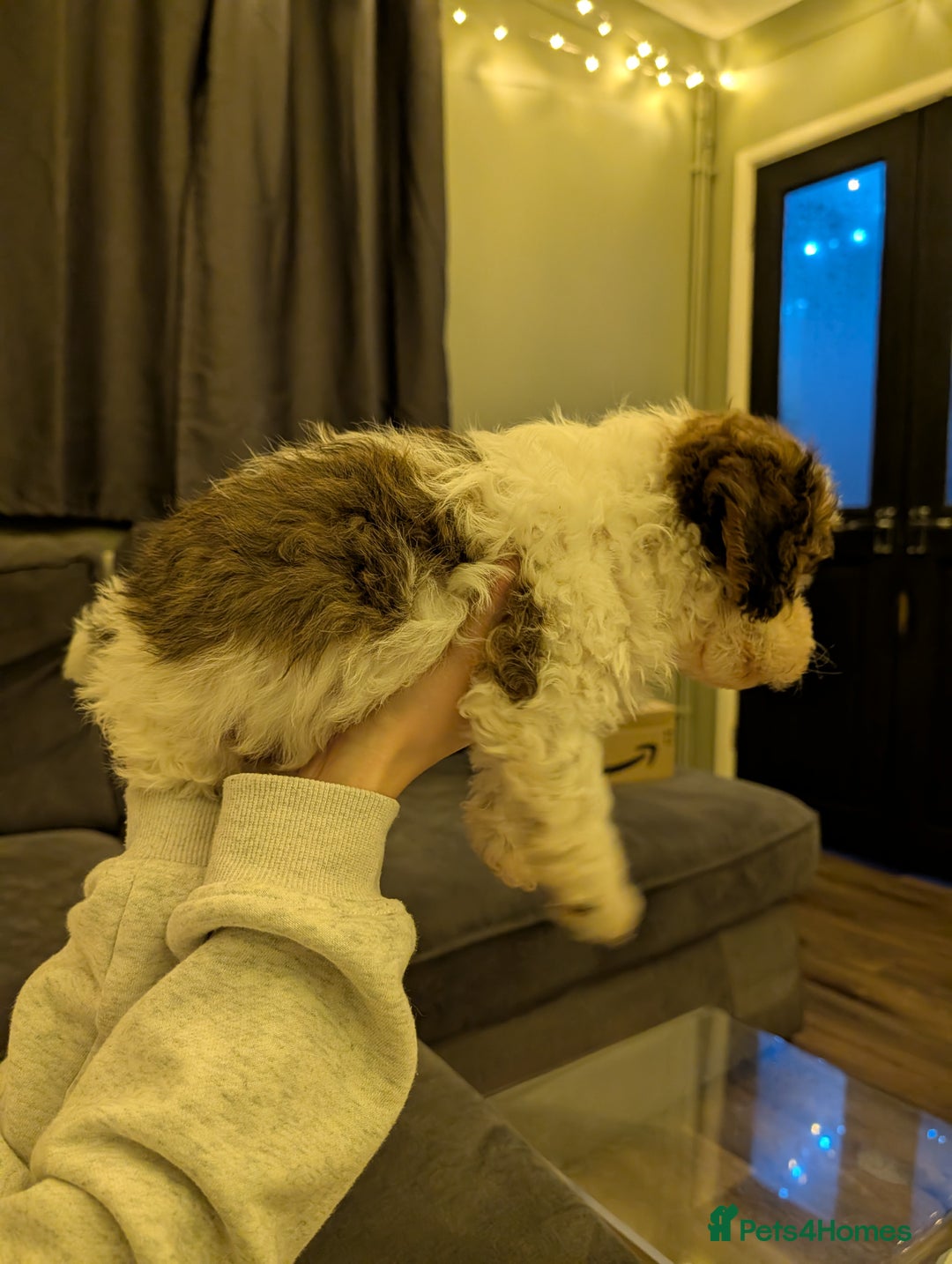 Mixed Breed dogs for sale: Beautiful cross Shih Tzu puppies  - Advert 6