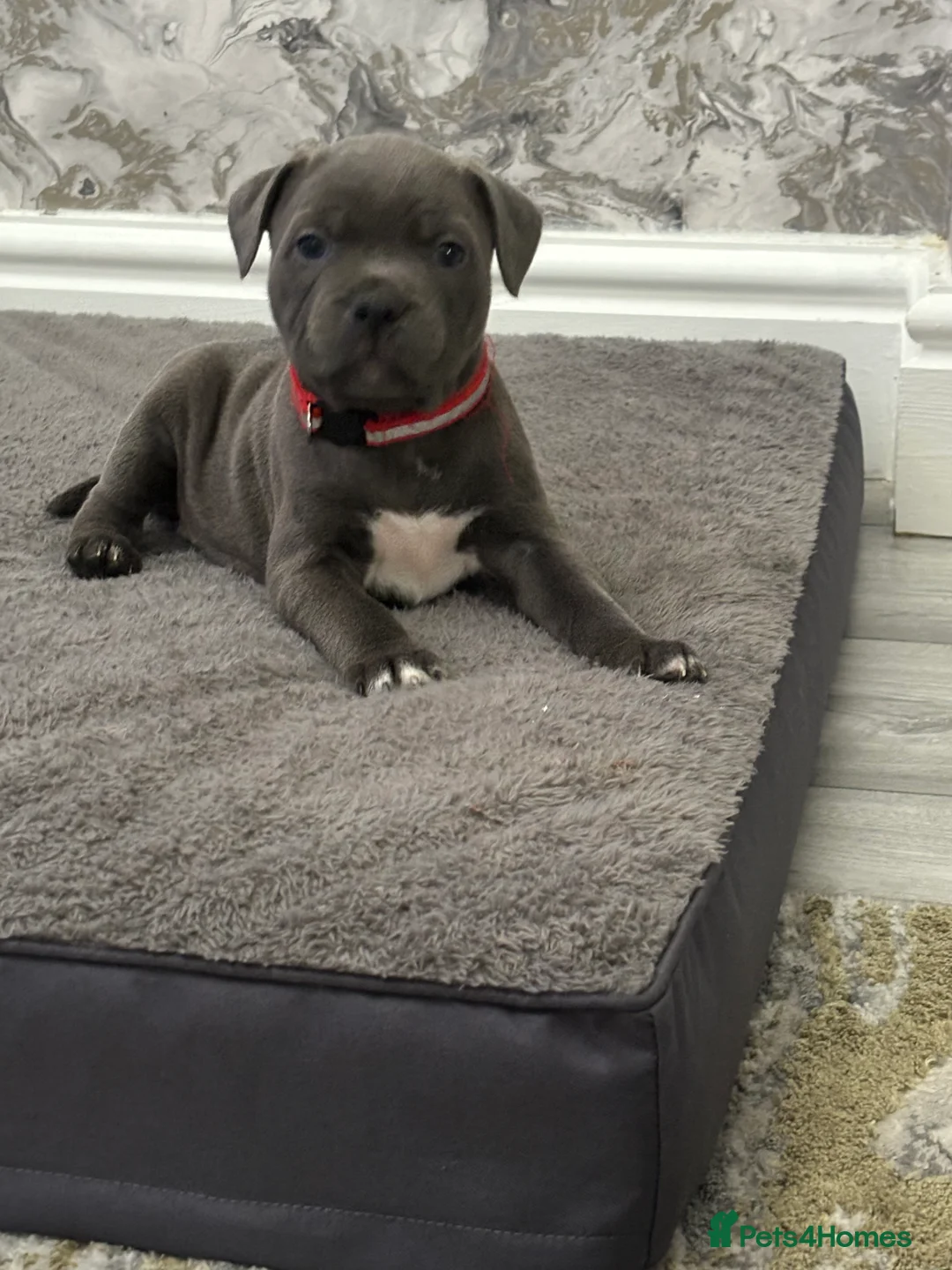 Staffordshire Bull Terrier dogs for sale: Beautiful blue Staffy pups  - Advert 2