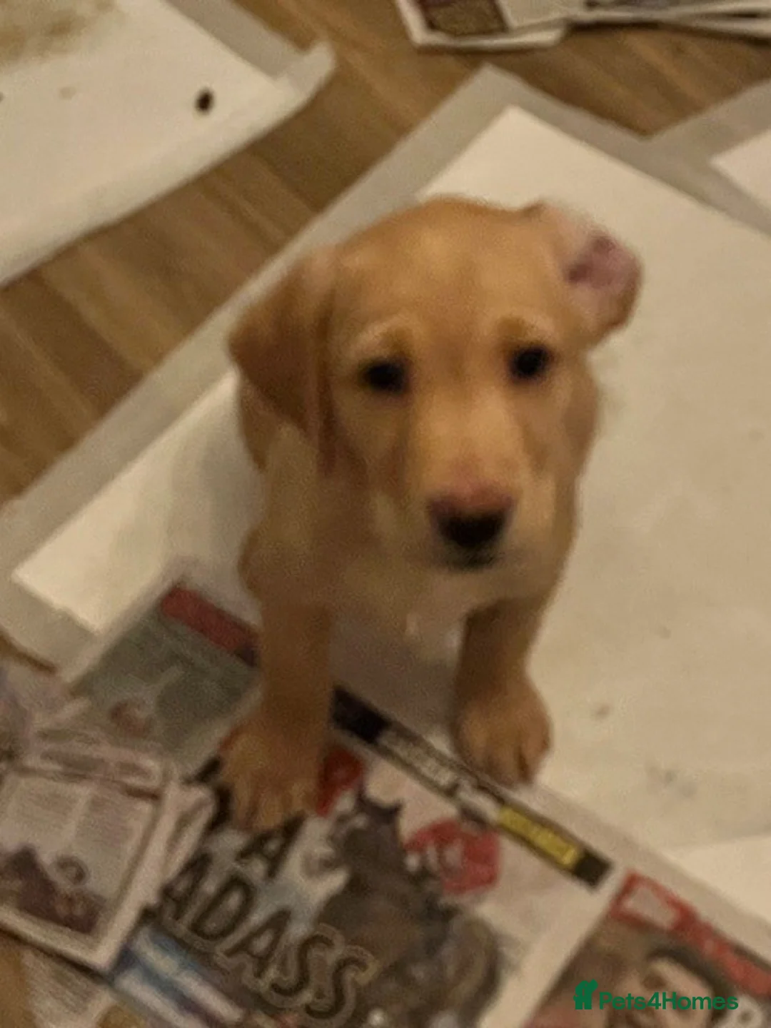 Labrador Retriever dogs for sale: Beautiful Labrador girl for sale  - Advert 6