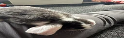 Mini Lop rabbits for sale: Baby mini lops - Advert 5