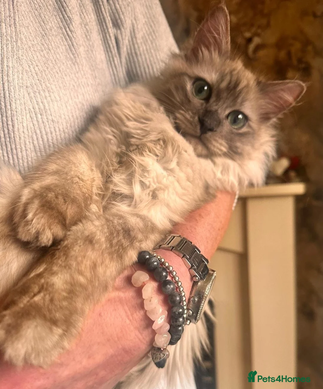Ragdoll cats for sale: Very rare colour cherubim ragdoll in Jarrow - Advert 1