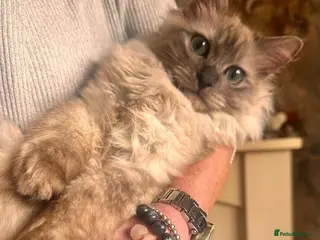 Ragdoll cats Very rare colour cherubim ragdoll - Advert 1