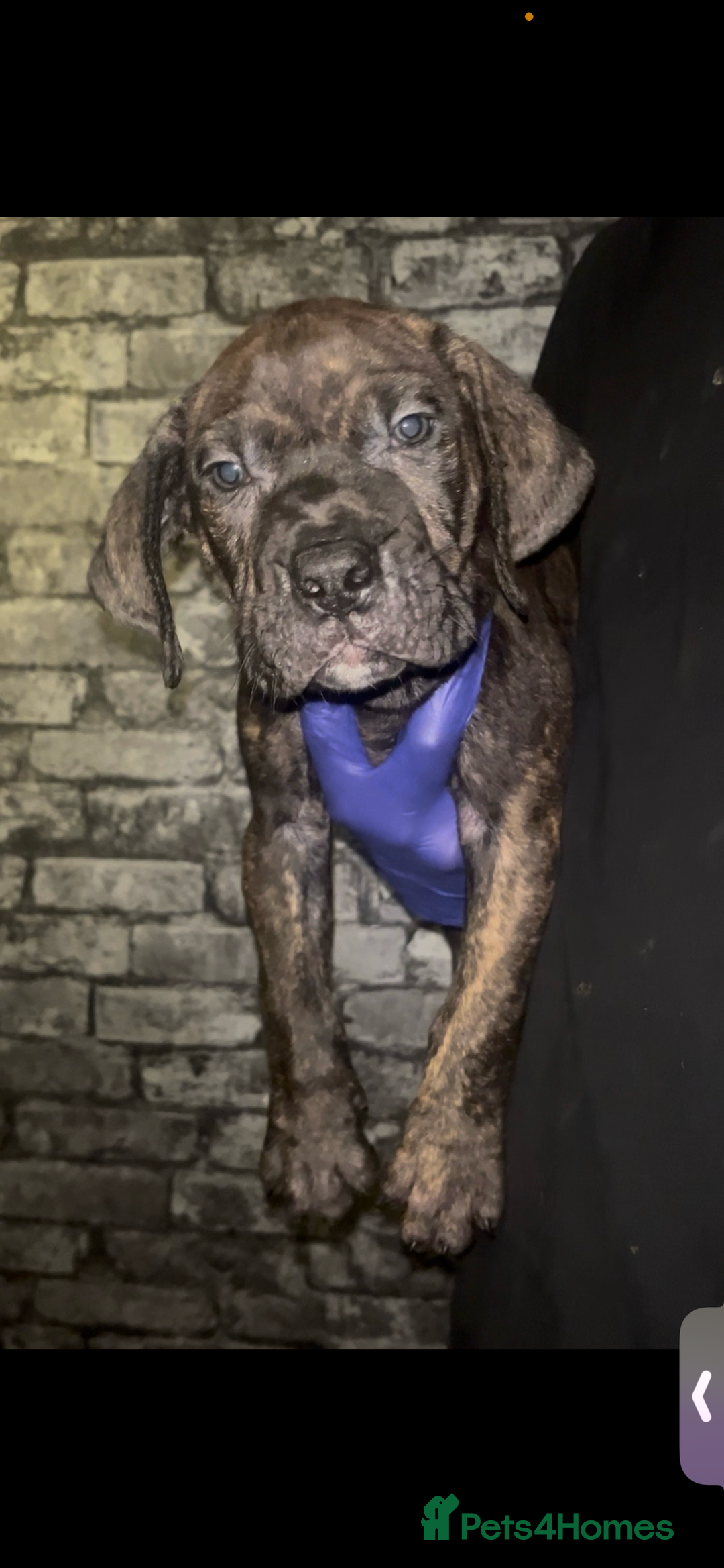 Presa Canario dogs for sale: Beautiful presa canario puppies!! - Advert 4
