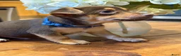 Jack Russell dogs for sale: Jack Russell Puppies 1 Girl available - Ready Now - Advert 4