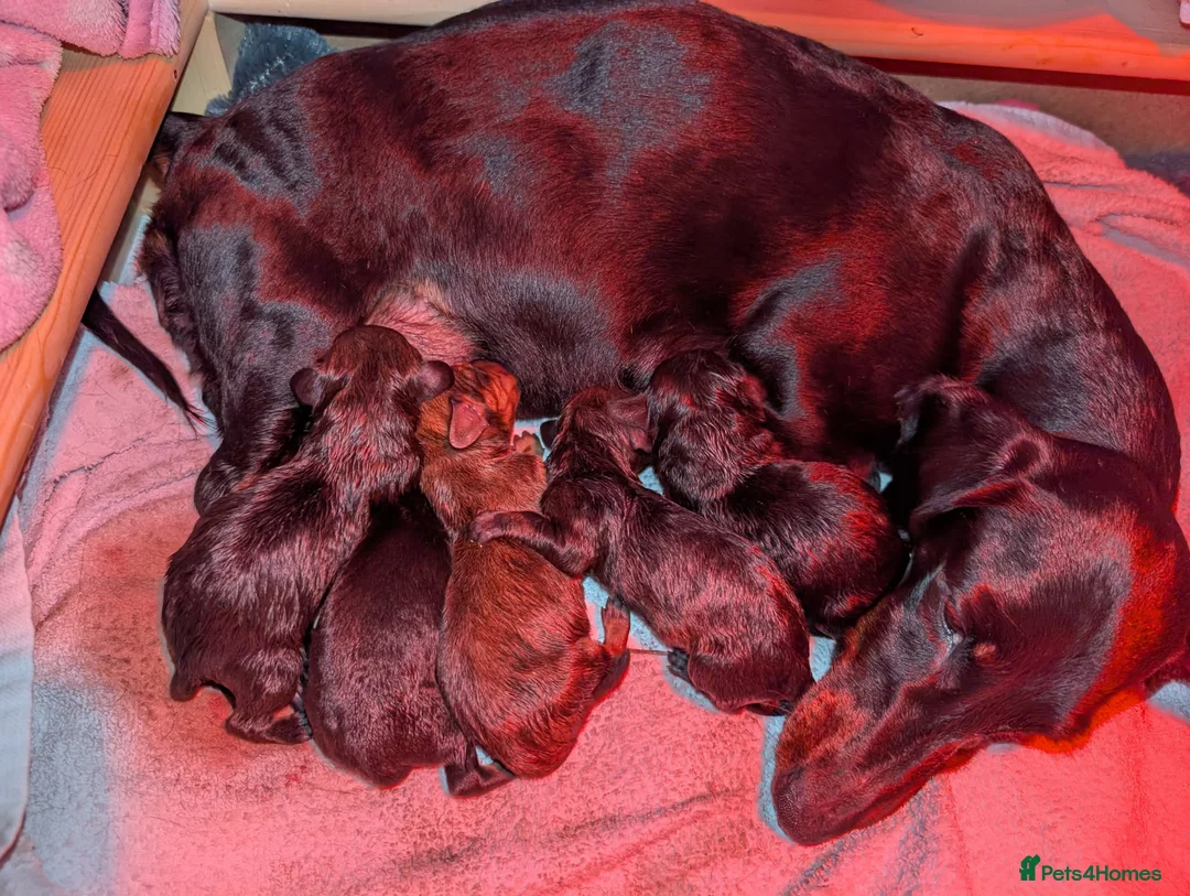 Miniature Dachshund dogs for sale: Miniature dachshund  - Advert 2