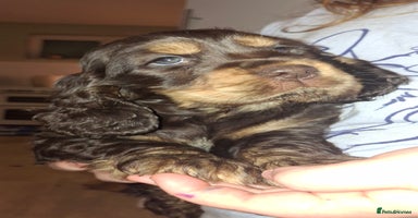 Cocker Spaniel dogs - Advert 2