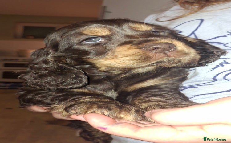 Cocker Spaniel dogs KC Reg Show Cocker Spaniels  - Advert 1