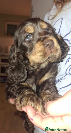 Cocker Spaniel dogs KC Reg Show Cocker Spaniels - Advert 1