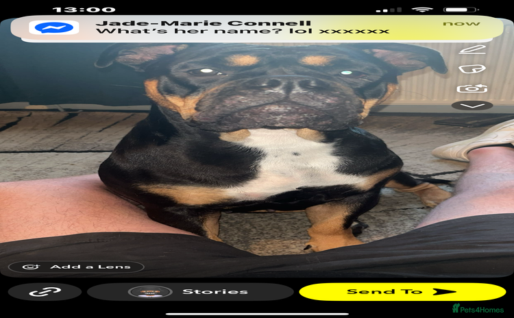 Olde English Bulldogge dogs - Advert 1