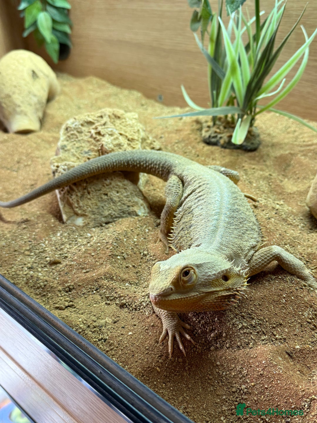 Bearded Dragon reptiles for sale: Adult Male Bearded Dragon & Setup - Image 4