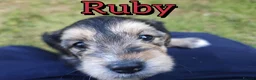 Mixed Breed dogs for sale: Loving Parsons Russell Cross Puppies  - Advert 25