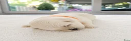 Maltese dogs for sale: Beautiful Maltese Puppies – Loving Family Homes - Advert 27