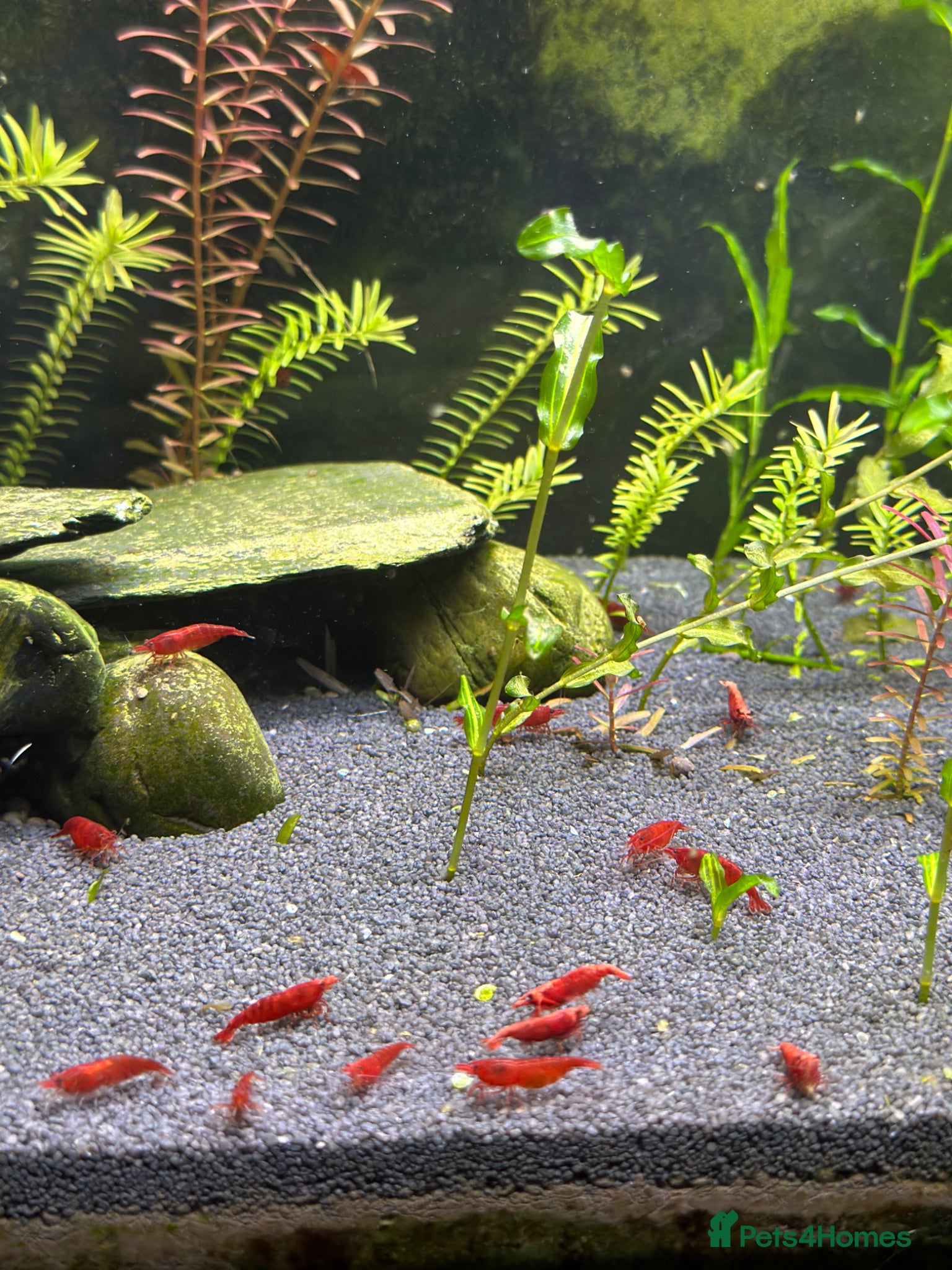 Shrimps fish Red, Orange and Blue shrimp for sale.  - Advert 2