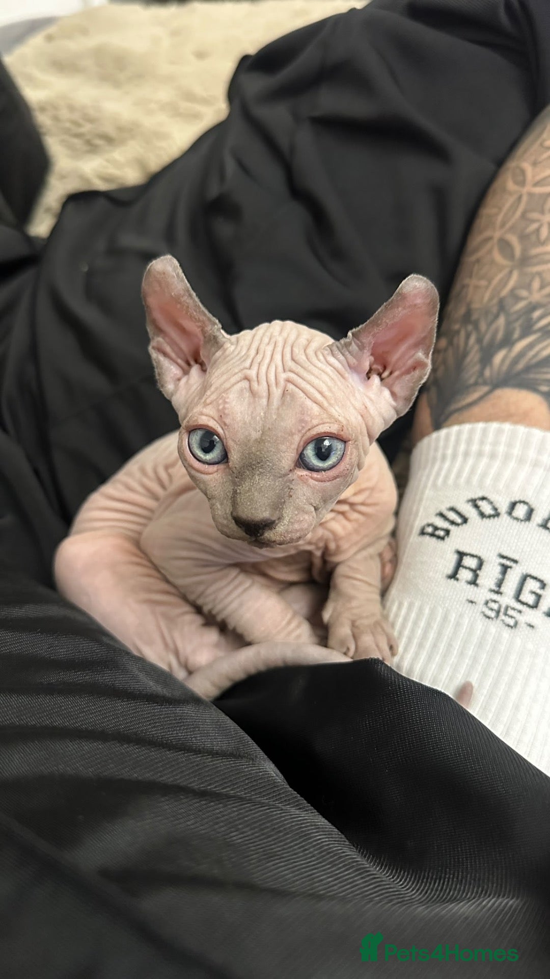 Sphynx cats 1 year old pure sphinx for sale  - Advert 3