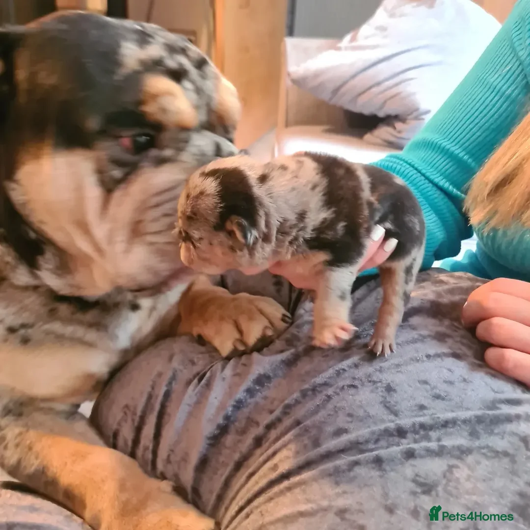 English Bulldog dogs for stud: Open for stud - proven producing fluffys.  in Leeds - Advert 9