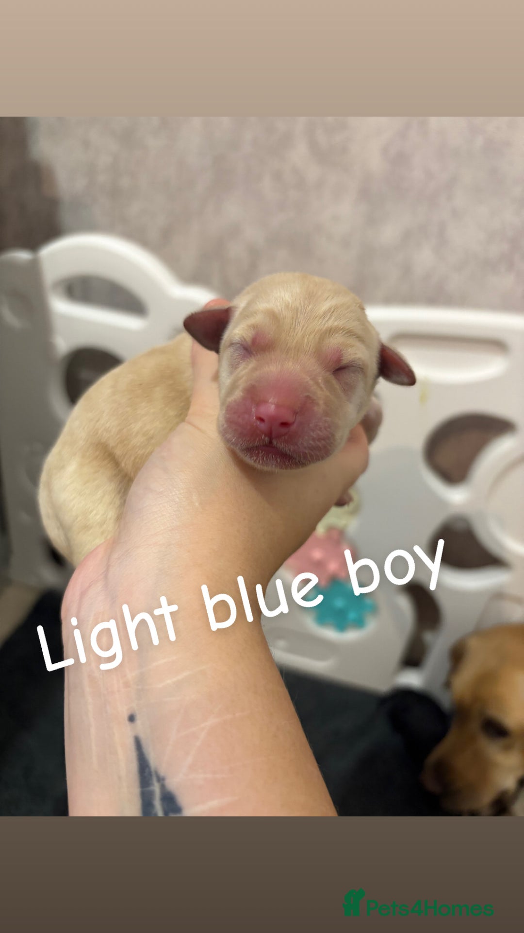 Labrador Retriever dogs for sale: Labrador Retriever Puppies for Sale 🐾 - Advert 15