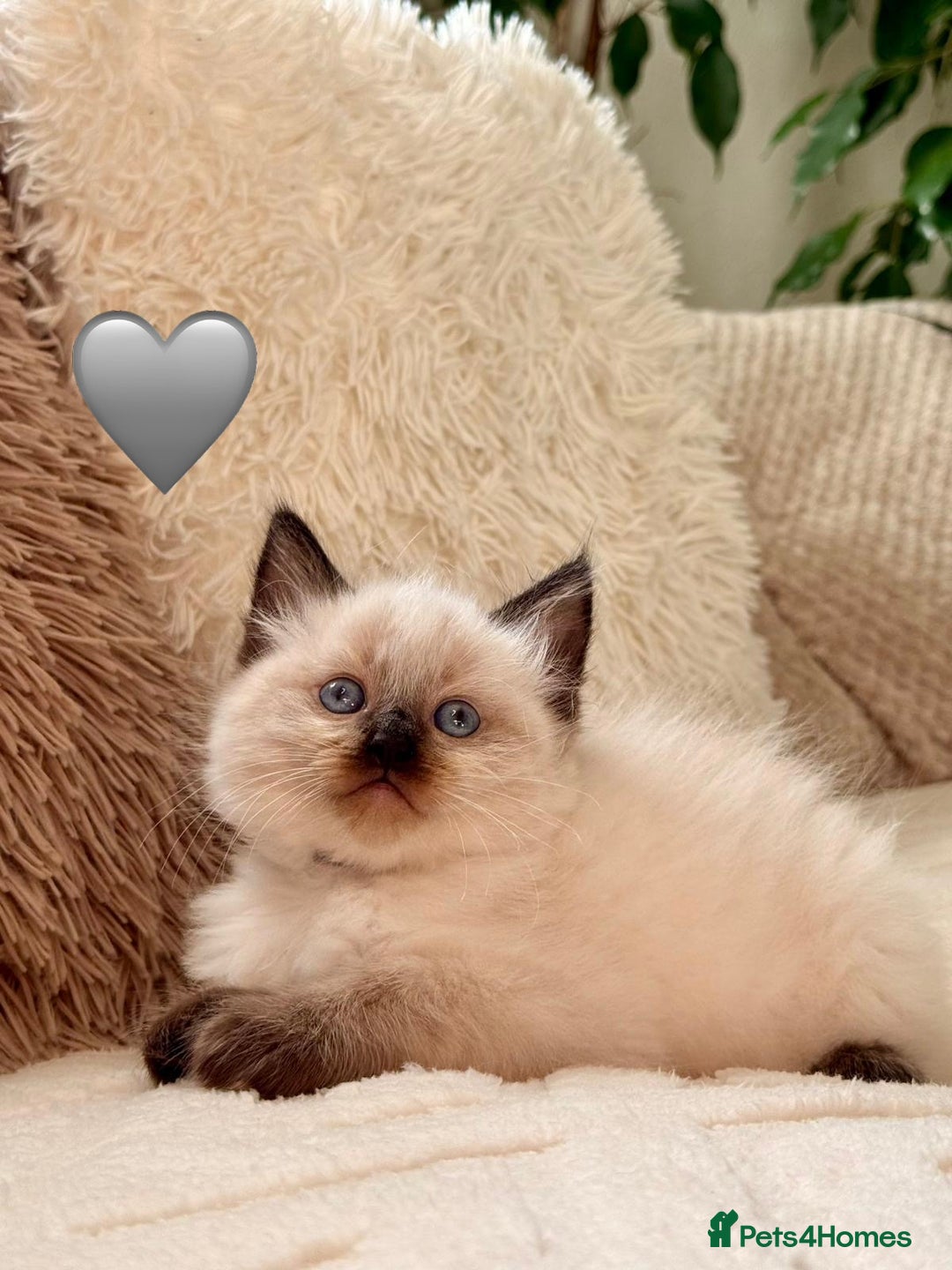 Ragdoll cats for sale: 🩷🌸7 weeks🌸6 Purebred Ragdoll🌸🩷 - Advert 20