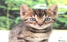 Bengal cats for sale: CUTE BROWN FEMALE BENGAL KITTENS (TICA REG) - Image 12