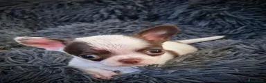 Chihuahua 1