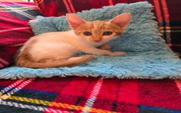 Mixed Breed cats for sale: Kittens  - Image 8