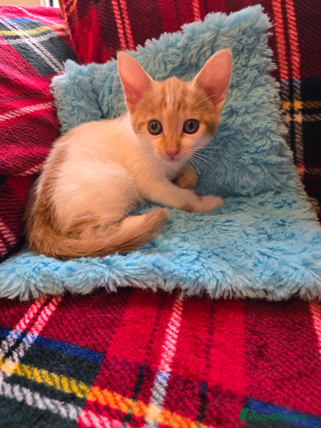 Mixed Breed cats for sale: Kittens  - Image 8
