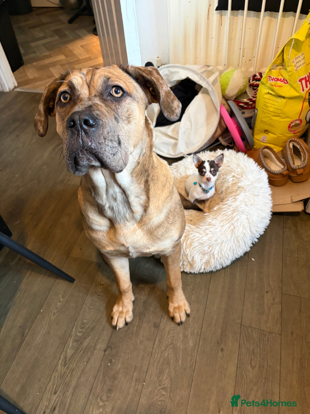 Cane Corso dogs for sale: 7 month female cane corso for sale  - Advert 4