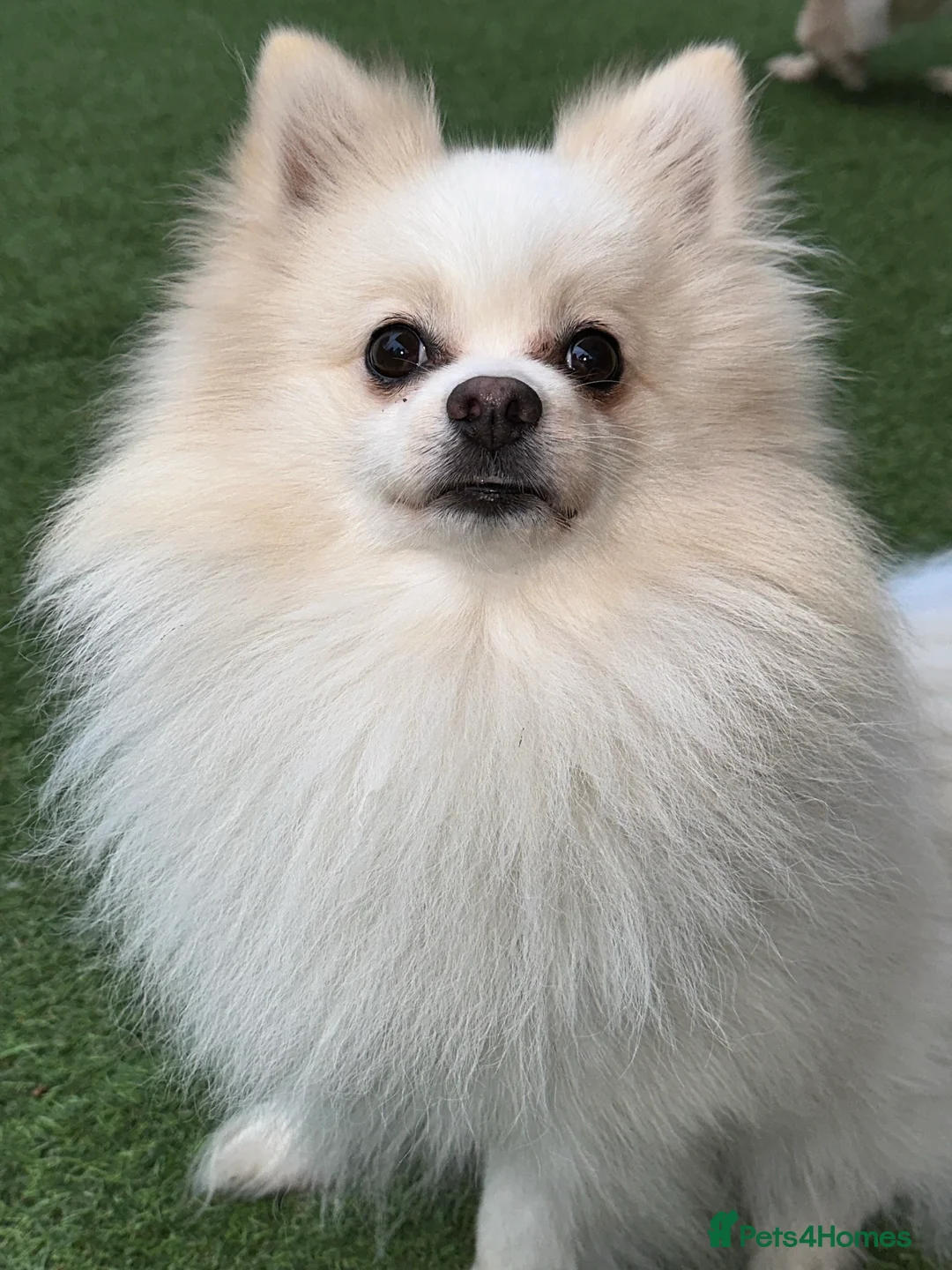Pomeranian dogs for stud:  White Pomeranian dog “Proven, experienced STUD” in Ilford - Advert 3