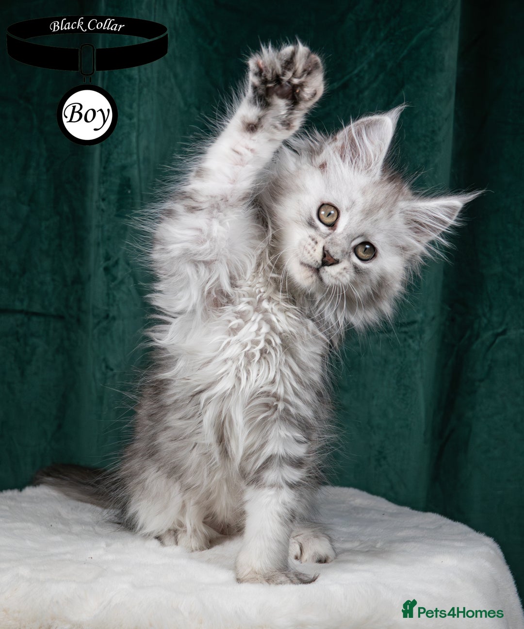 Maine Coon cats for sale: XL PEDIGREE TICA REGISTERED MAINE COON KITTENS - Advert 2