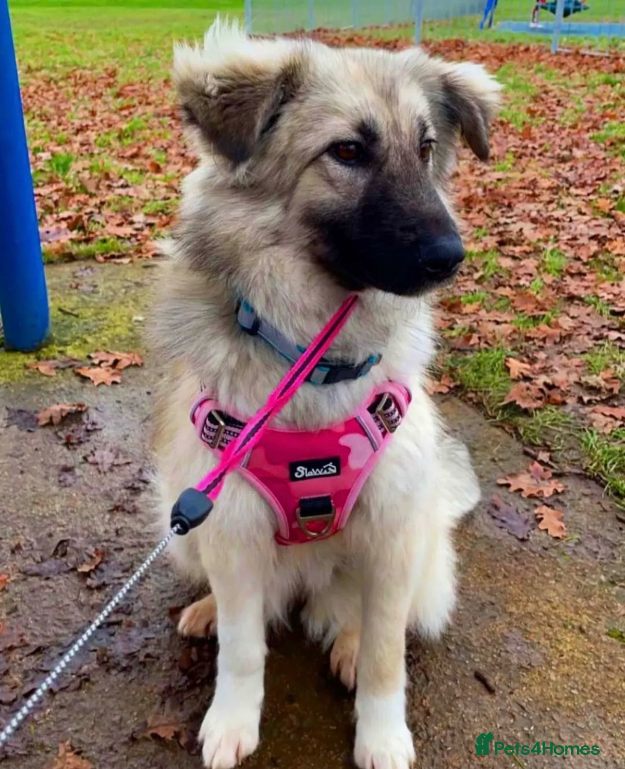 Anatolian Shepherd dogs Anatolian Shepherd 3 years old ready now  - Advert 2