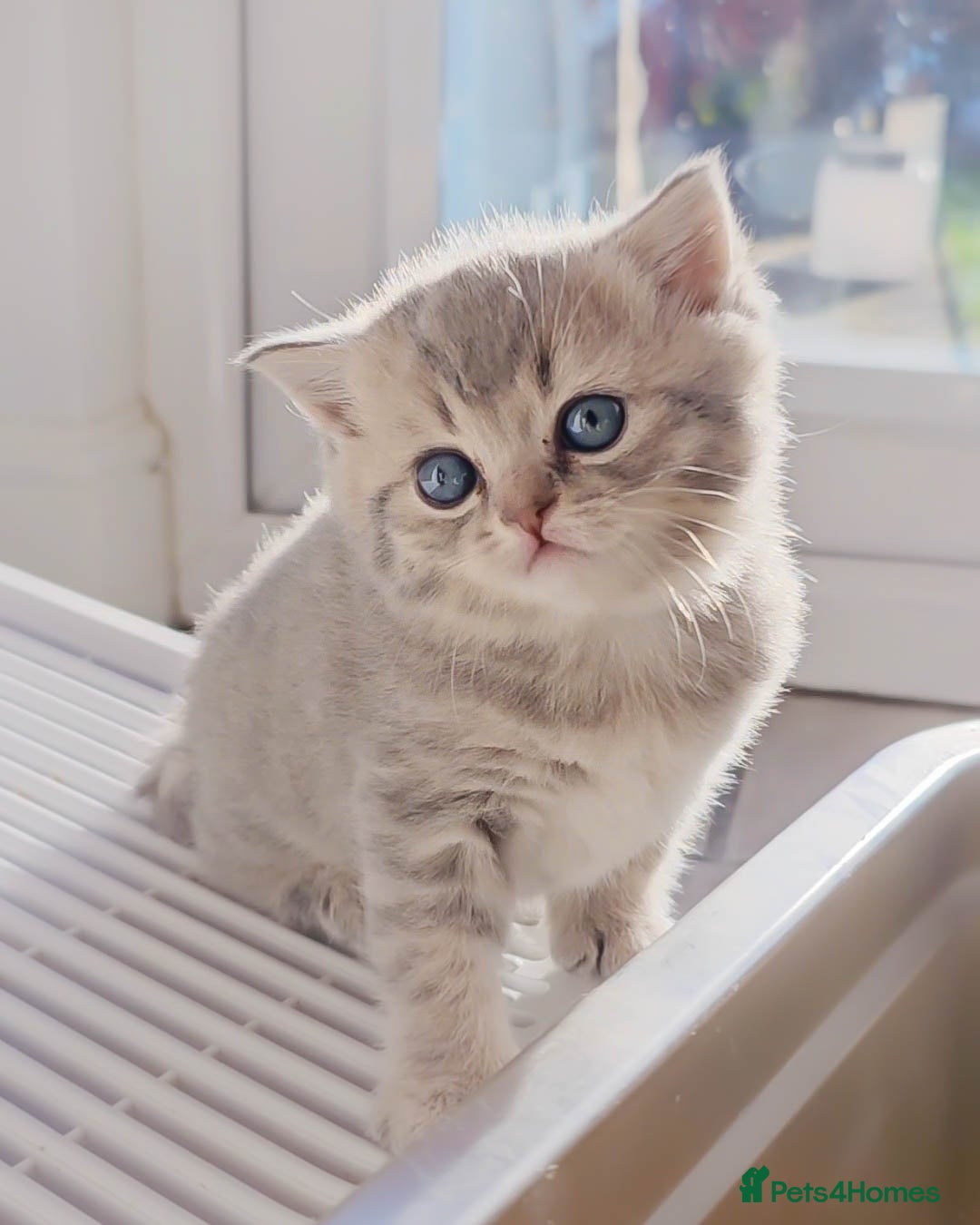 British Shorthair cats for sale: Adorable Kittens Ready For New Home - Advert 2