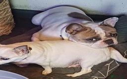 French Bulldog dogs for sale: Franc the frenchie  in Houghton le Spring - Image 5