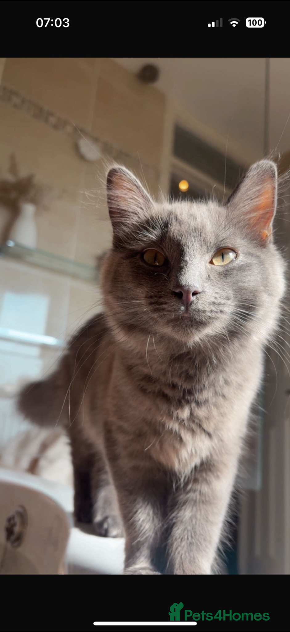 Mixed Breed cats Beautiful ragdoll x American blue long hair - Advert 1