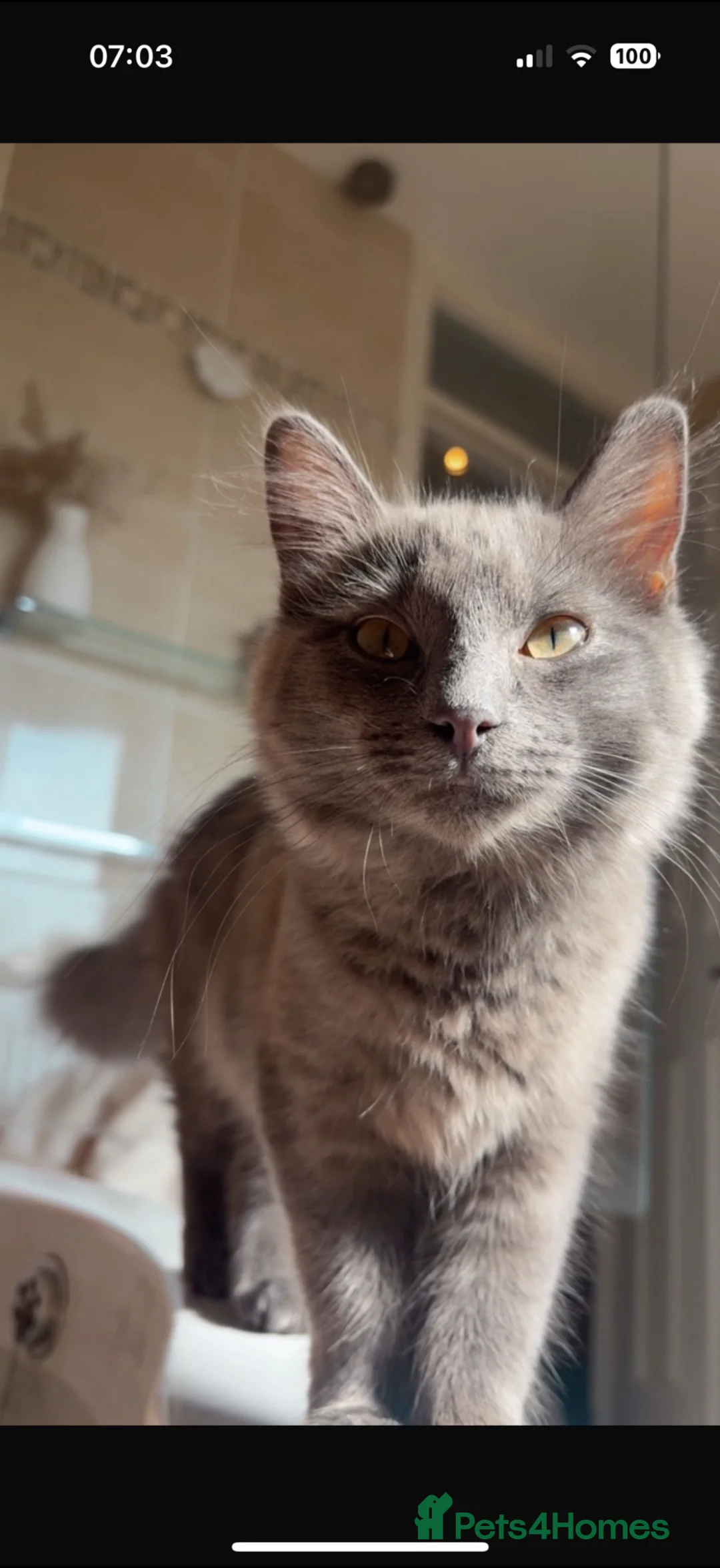 Mixed Breed cats for sale: Beautiful ragdoll x American blue long hair - Advert 1