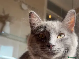 Mixed Breed cats Beautiful ragdoll x American blue long hair - Advert 3