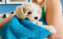 Cavapoochon dogs for sale: 6 beautiful Cavapoochons for sale. Wilmslow. - Image 16