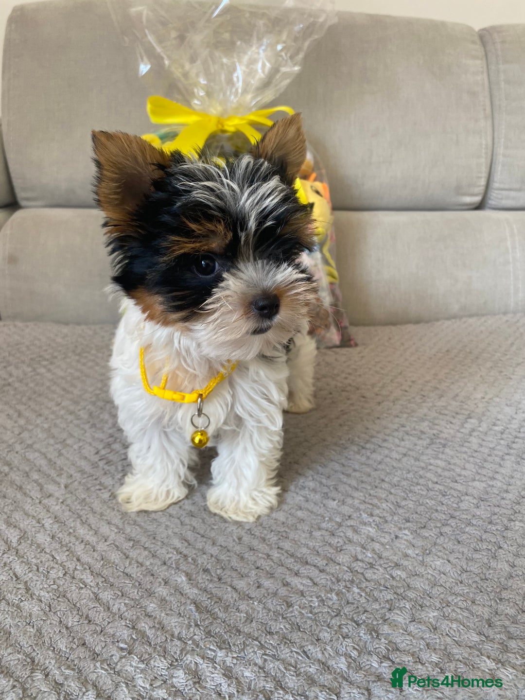 Yorkshire Terrier dogs for sale: Beautiful very small xxxs Biewer Yorkshire Terrier - Image 11