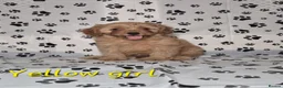 Cavapoo dogs for sale: Dna Health Tested F1 Cavapoo puppies - Advert 13
