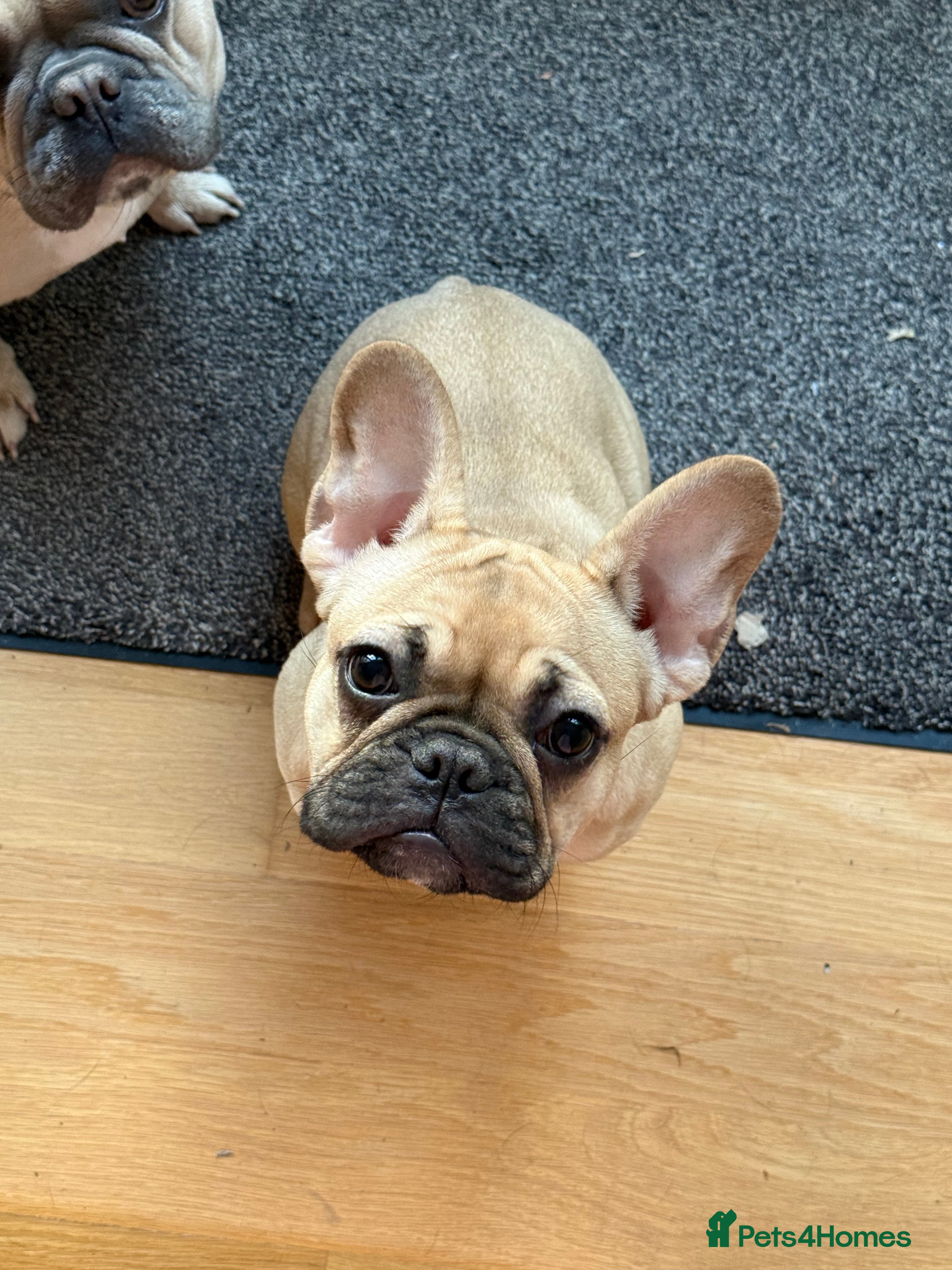 French Bulldog dogs Fawn FrenchBulldog female - Advert 1