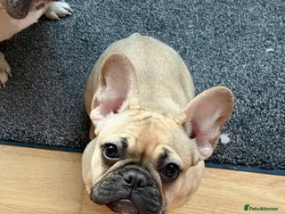 French Bulldog dogs Fawn FrenchBulldog female - Advert 1