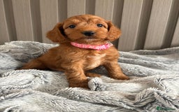 Cockapoo dogs for sale: Health Tested Fox Red Cockapoo  - Image 21